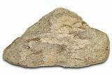 Dinosaur (Triceratops) Frill Shield Section - Montana #338958-1